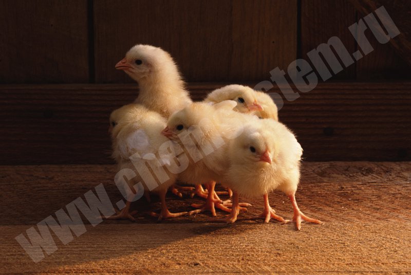 Абсорбенты